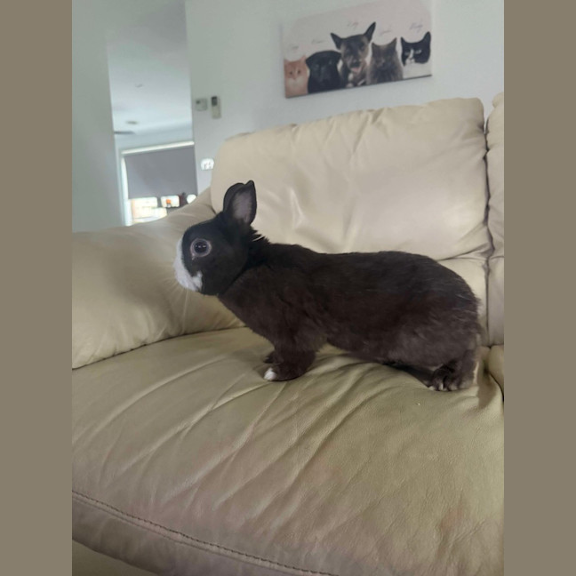 Photo of Biscoff / Biscuit