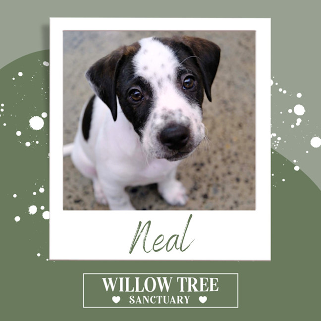 Photo of Neal