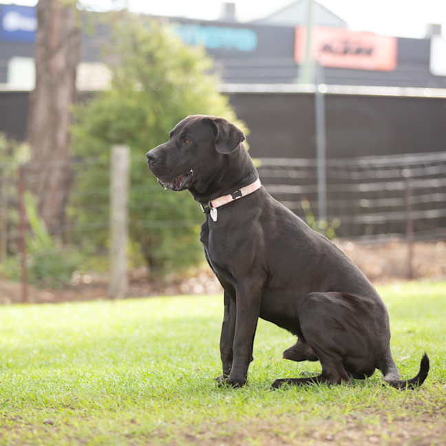 Photo of Jett