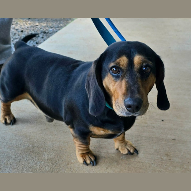 Photo of Buddy