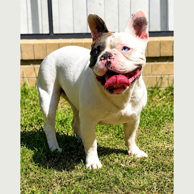 Photo of Lulu