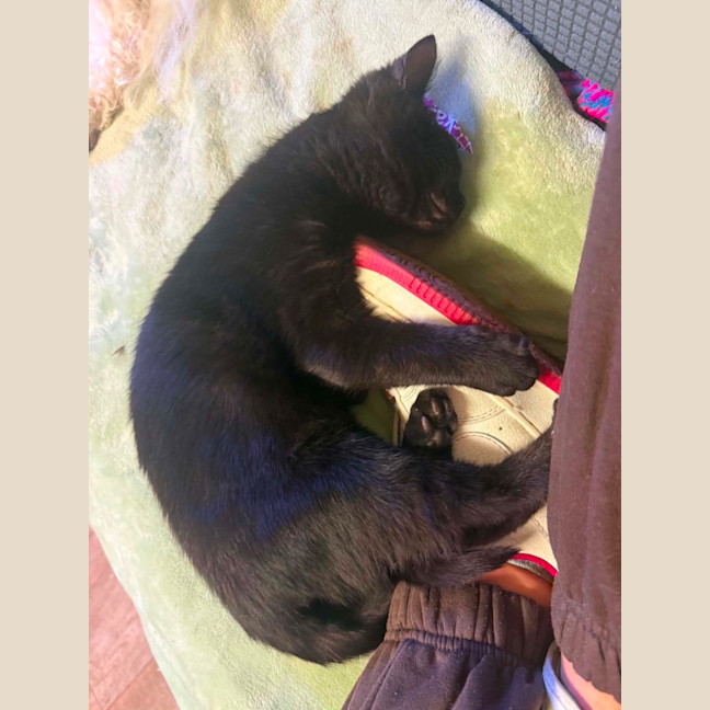 Photo of Midnight 