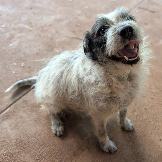 Photo of Scamp