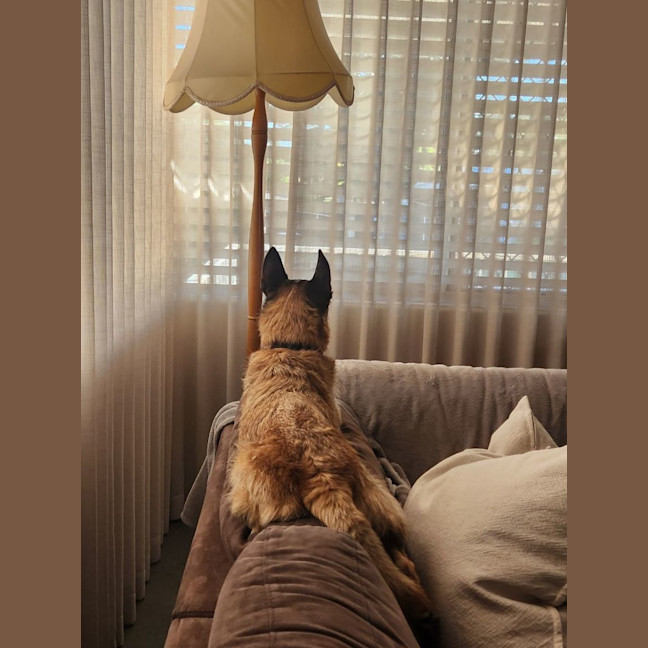 Photo of Toby 