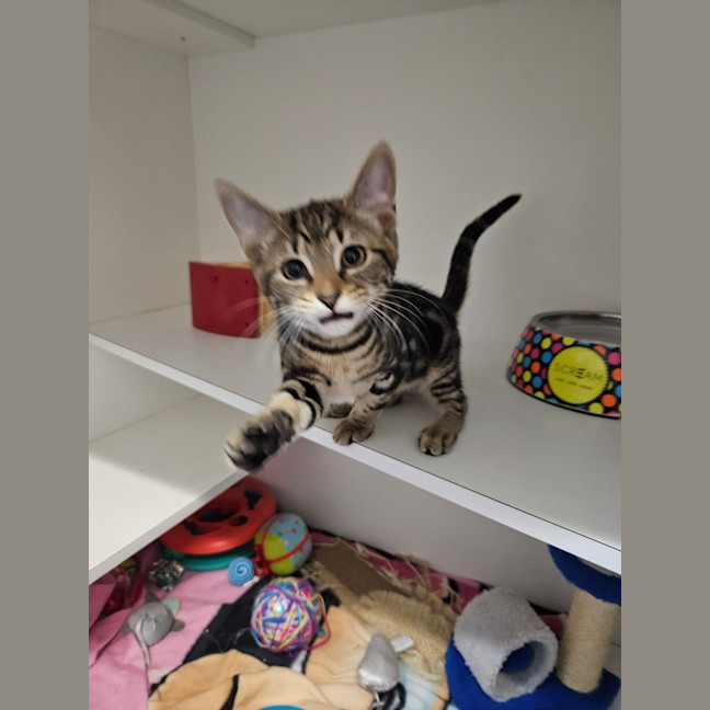 Photo of Meowie