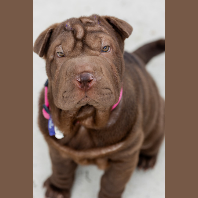 Photo of Coco