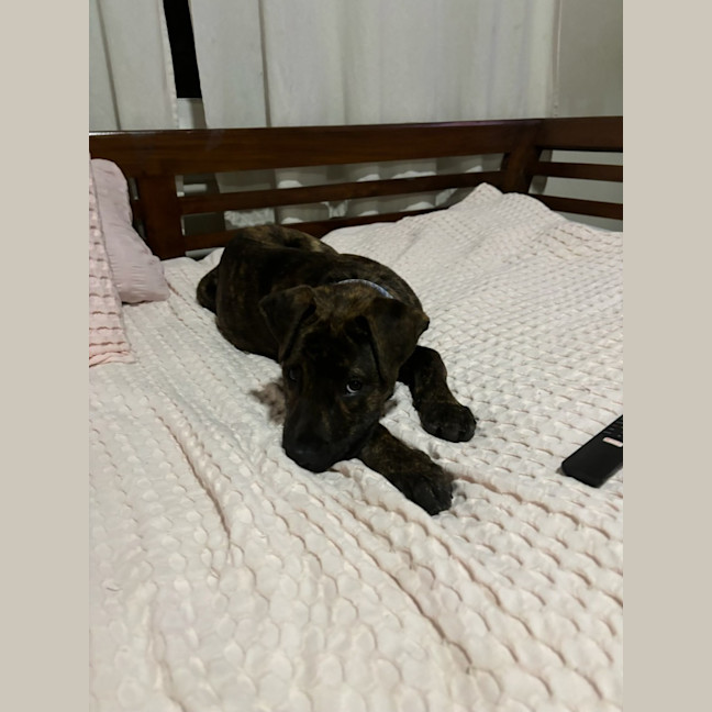 Photo of Alice   4 Month Old American Staffy X (Trial)
