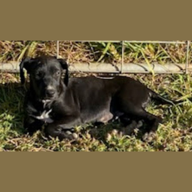 Photo of Kiri 🐶 5 Month Old Female  Mixed Breed
