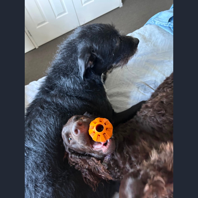 Photo of Angus
