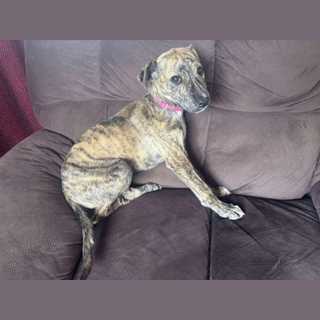 Photo of Zara