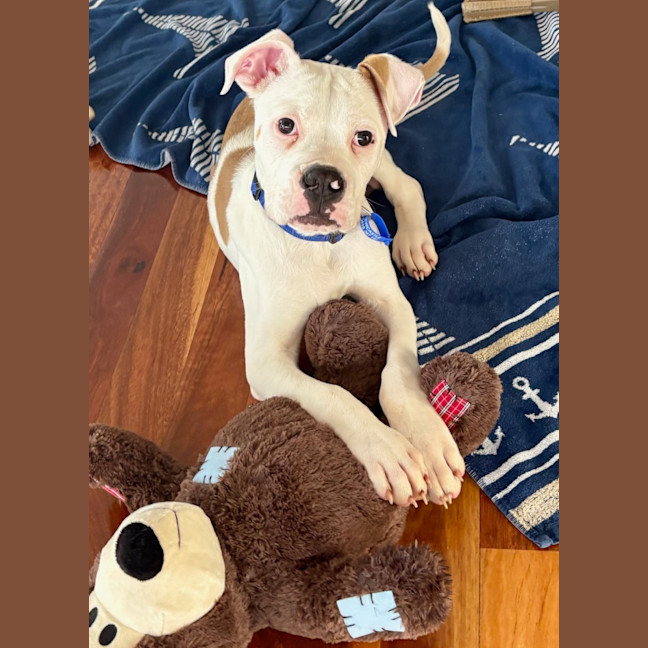 Photo of Moby   12 Week Old American Bulldog X