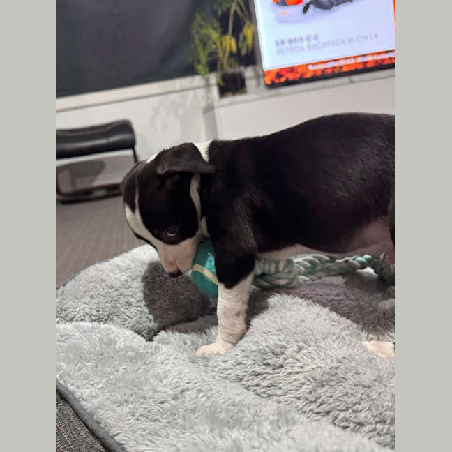 Photo of Louie