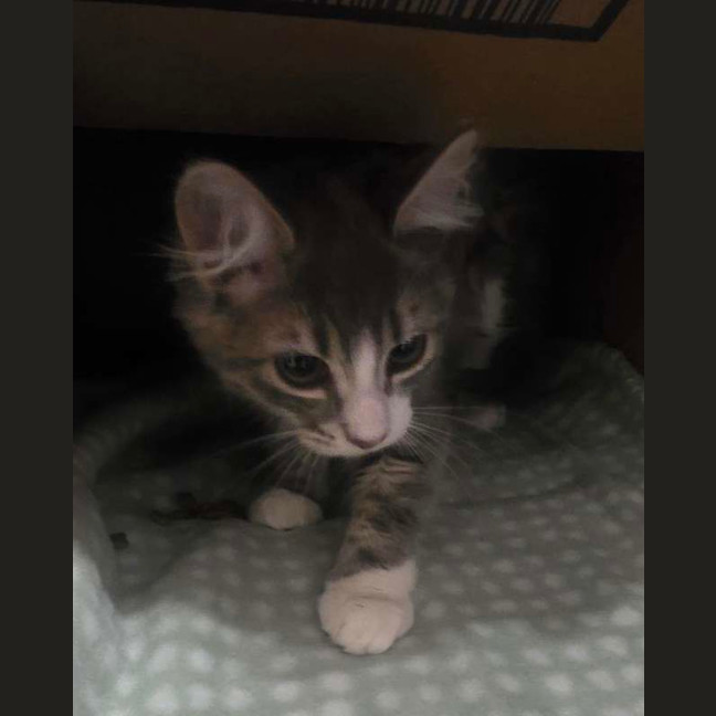 Photo of Chi Chi
