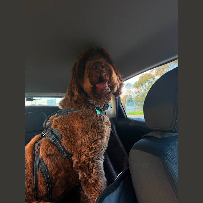 Photo of Milo