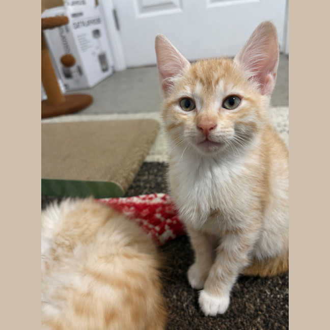 Photo of Saffron