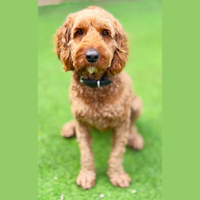 Photo of Rusty