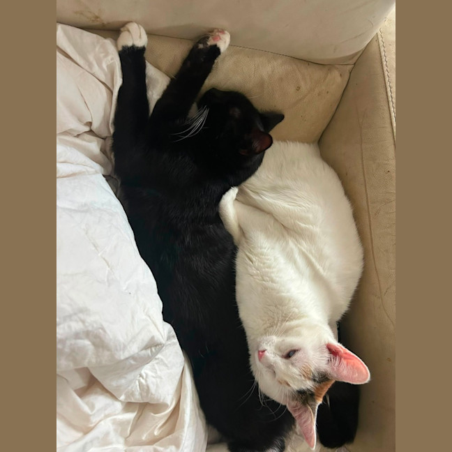 Photo of Lil Bit And Cornflake 