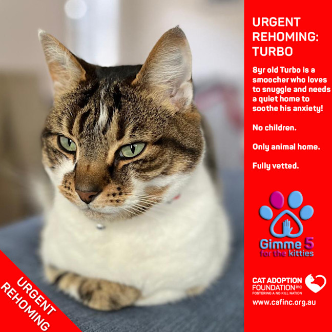 Photo of Turbo Private Rehoming No Charge!