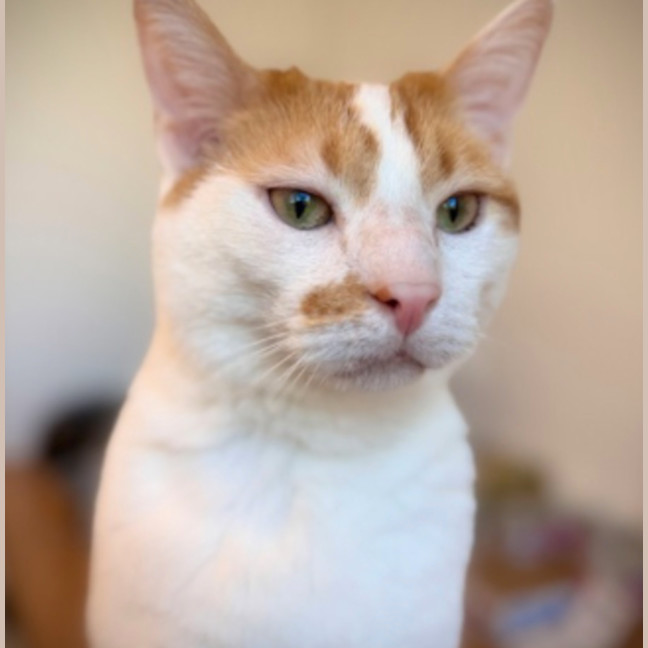 Photo of Pea