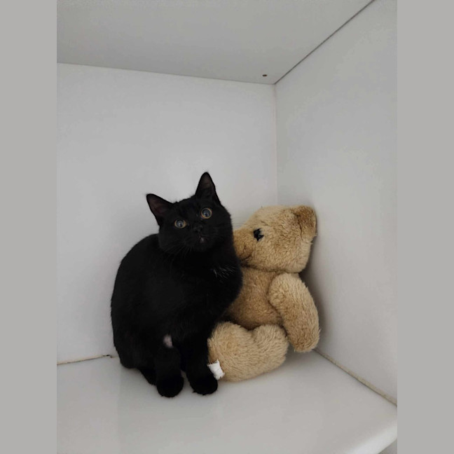 Photo of 🎨 Flick 6046 🎨