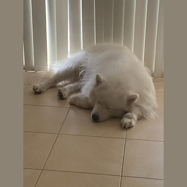 Photo of Loki   5 Year Old Samoyed