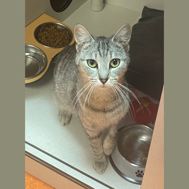 Photo of Gattinois