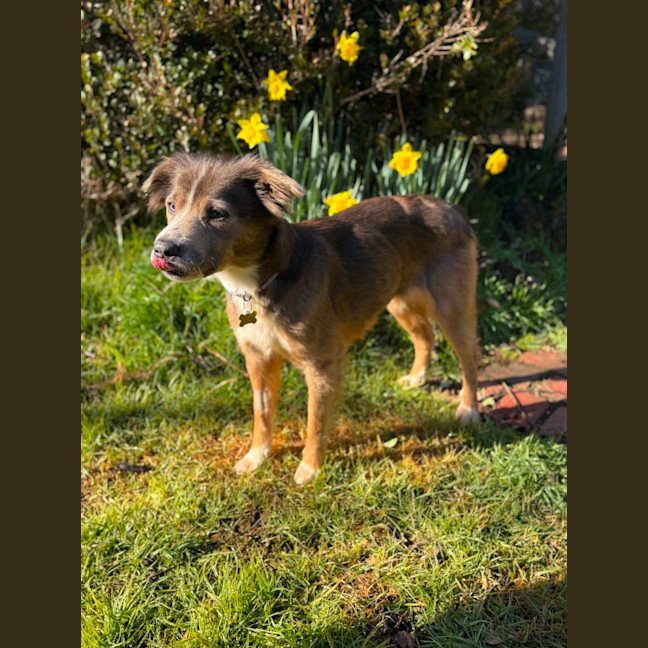 Photo of Thyme