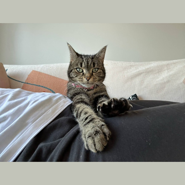 Photo of Lucy *9 Lives Project Rescue*