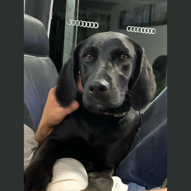 Photo of Luna