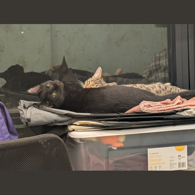 Photo of Luke And Leia