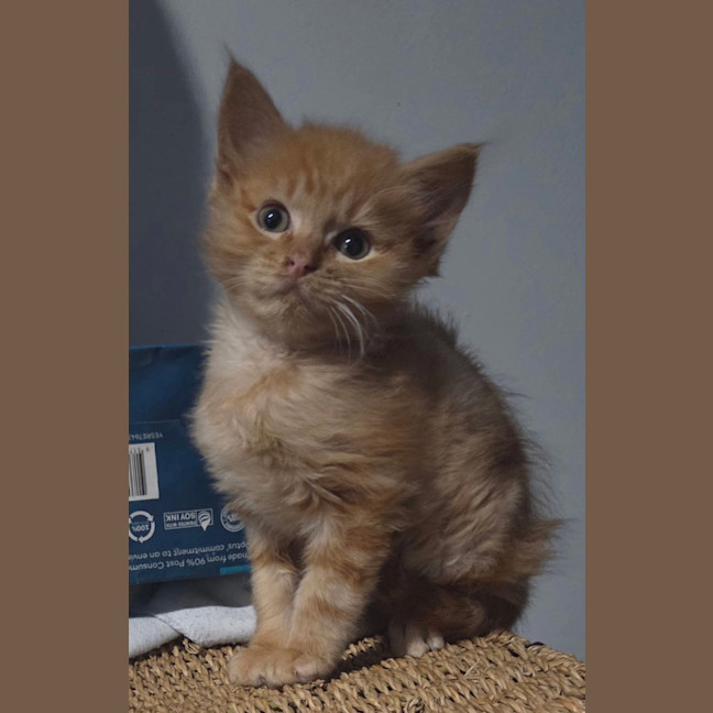 Photo of Qookie