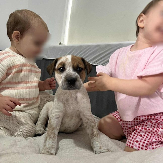 Photo of Finn The Human