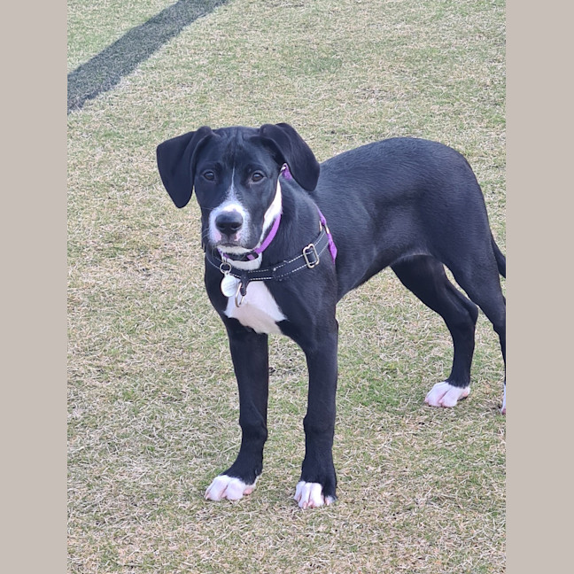 Photo of Zelda 