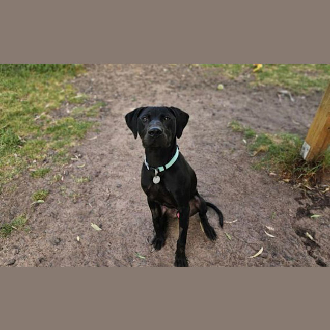 Photo of Kippi