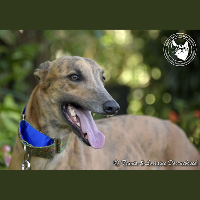 Photo of Max (Woodland Maxi)