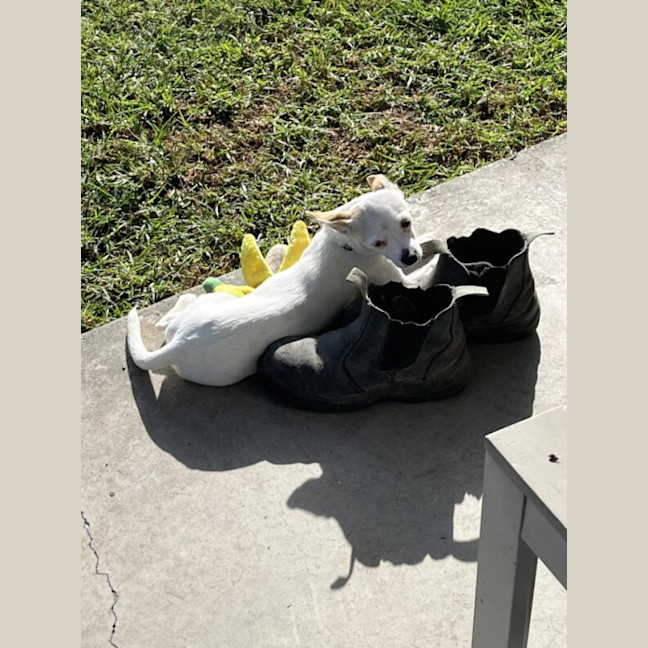 Photo of Bolt