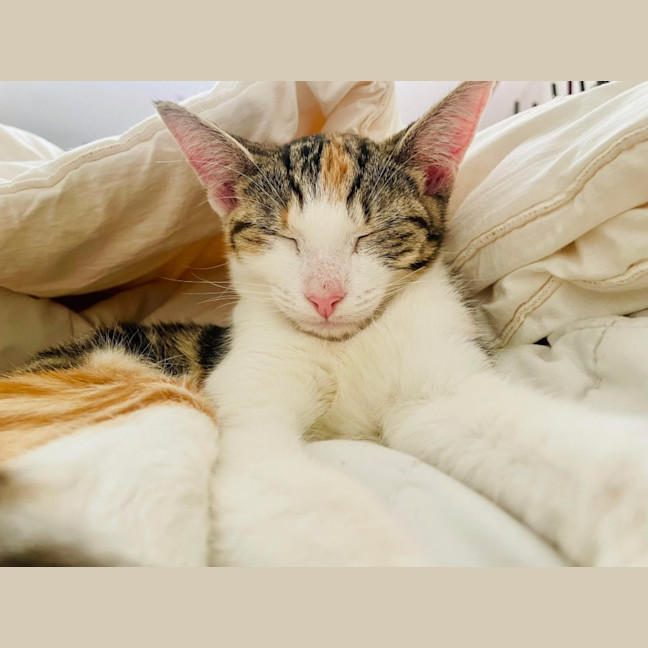 Photo of Emmy   Located In Northcote