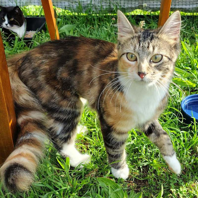 Photo of Henrietta