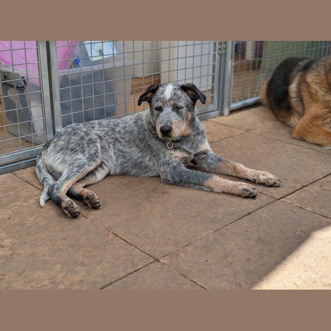 Photo of Bluey 