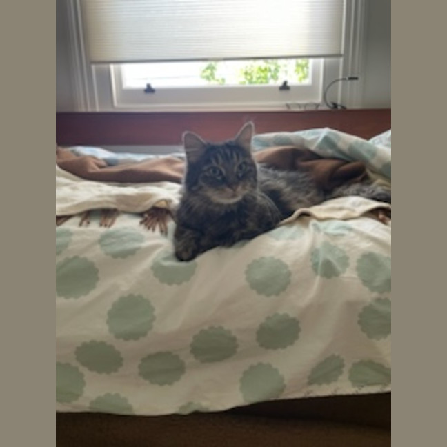 Photo of Gracie