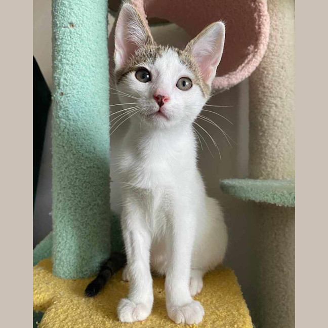 Photo of Bok Choy   Meet Me At Vets On Parker 