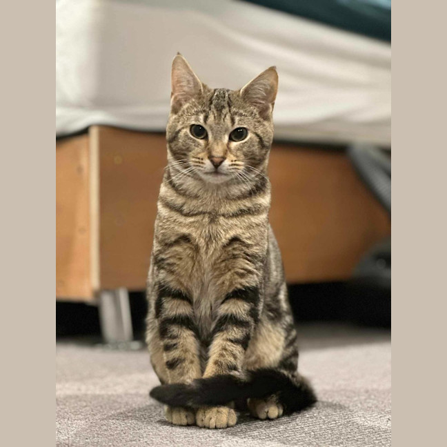 Photo of Henry (Tabby)