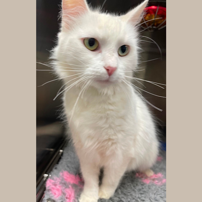 Photo of Marshmallow