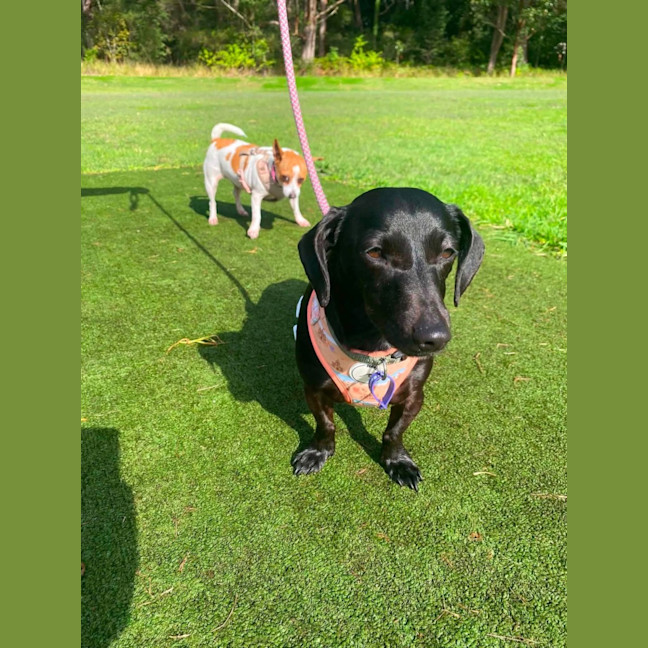 Photo of Luna