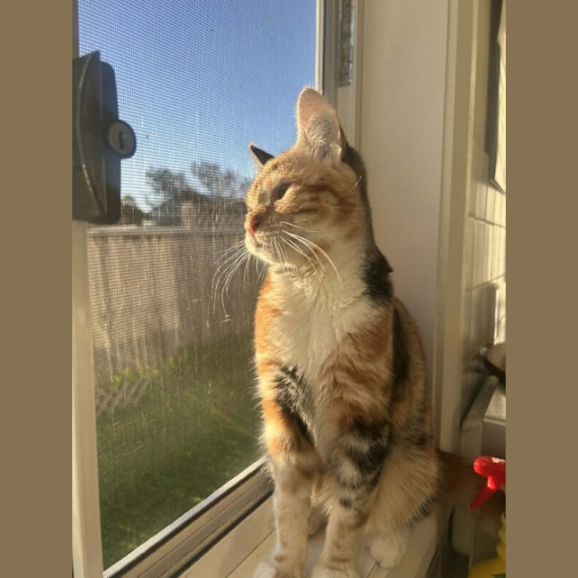 Photo of Terracotta
