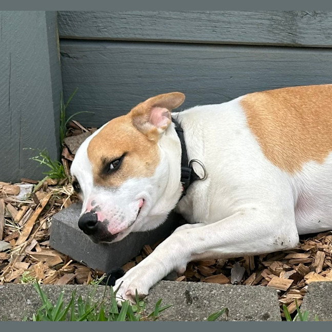 Photo of Harry 🎾🐕 (Assisted Rehome)