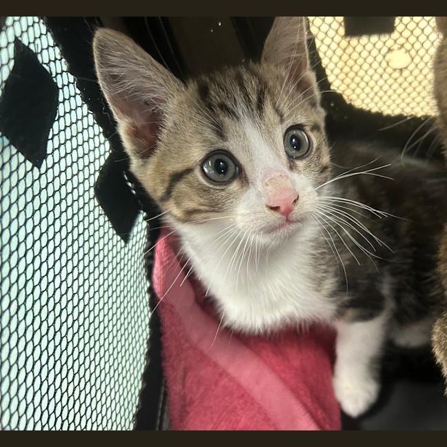Photo of Monty