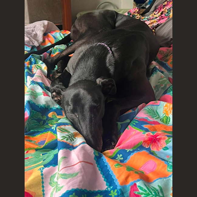 Photo of Jay, The Greyhound