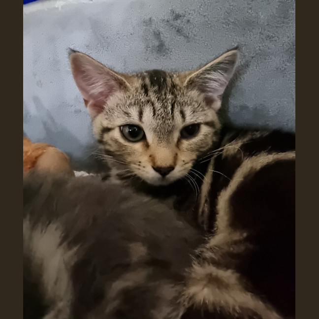 Photo of Lola