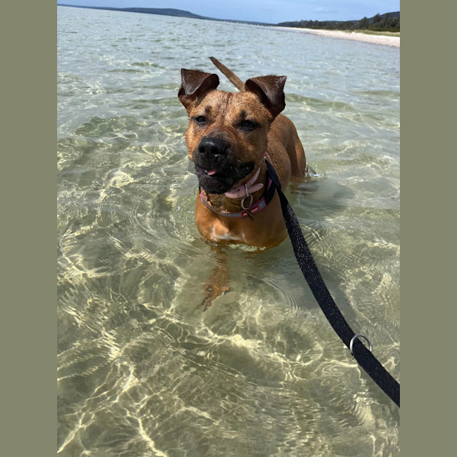 Photo of Pumpkin